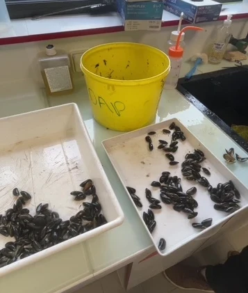 tri des moules